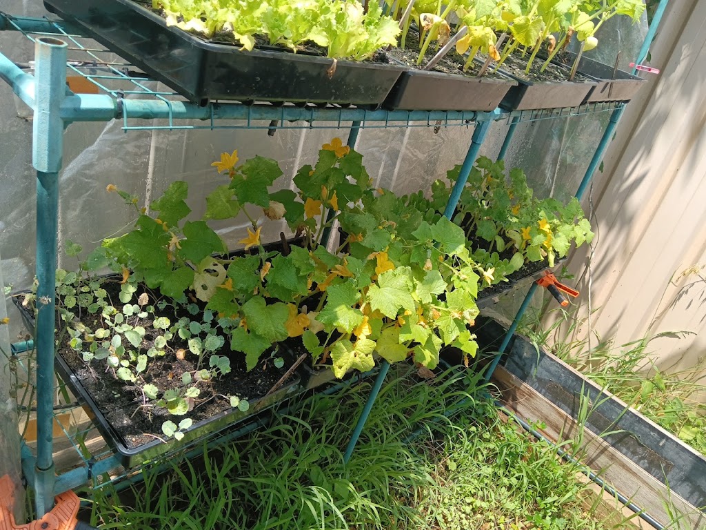 Rosemeadow Veggies Seedlings | 5 Fitzgibbon Ln, Rosemeadow NSW 2560, Australia | Phone: 0412 598 242