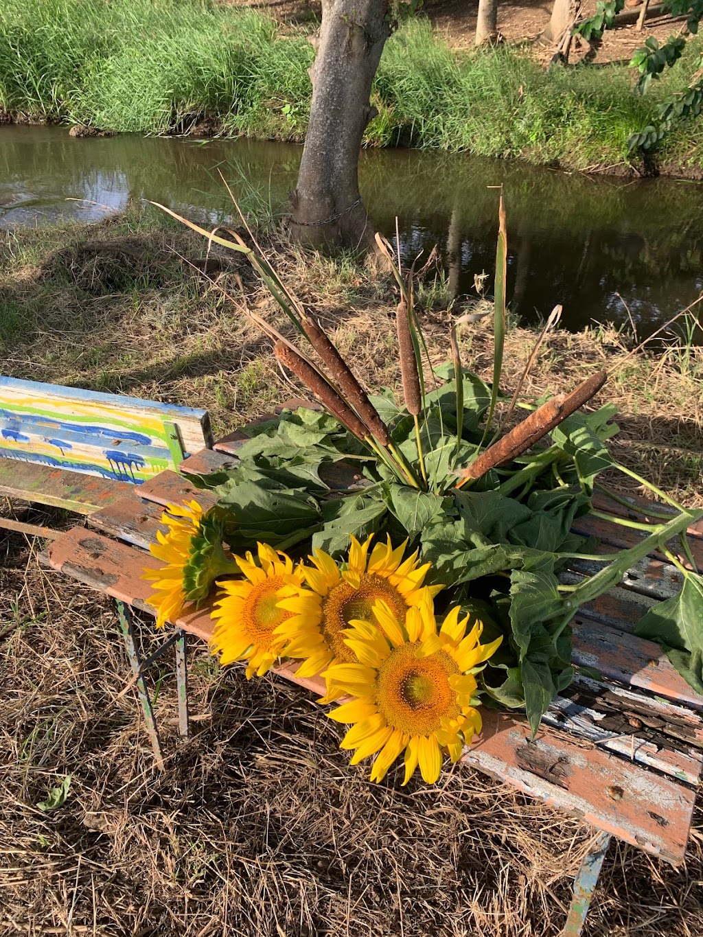 Sunflowers On Kents | 10 Kents Lagoon Rd, Kalbar QLD 4309, Australia | Phone: 0408 789 459