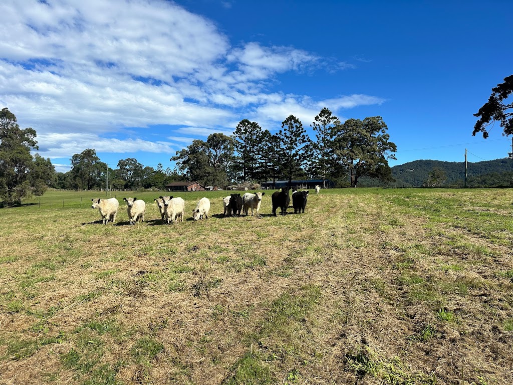 Gilston Galloways | 822 Gilston Rd, Gilston QLD 4211, Australia | Phone: 0414 642 968