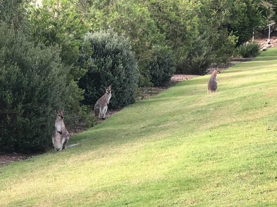 Rainforest Gardens | 196 Mount View Rd, Mount Cotton QLD 4165, Australia | Phone: 0431 155 792