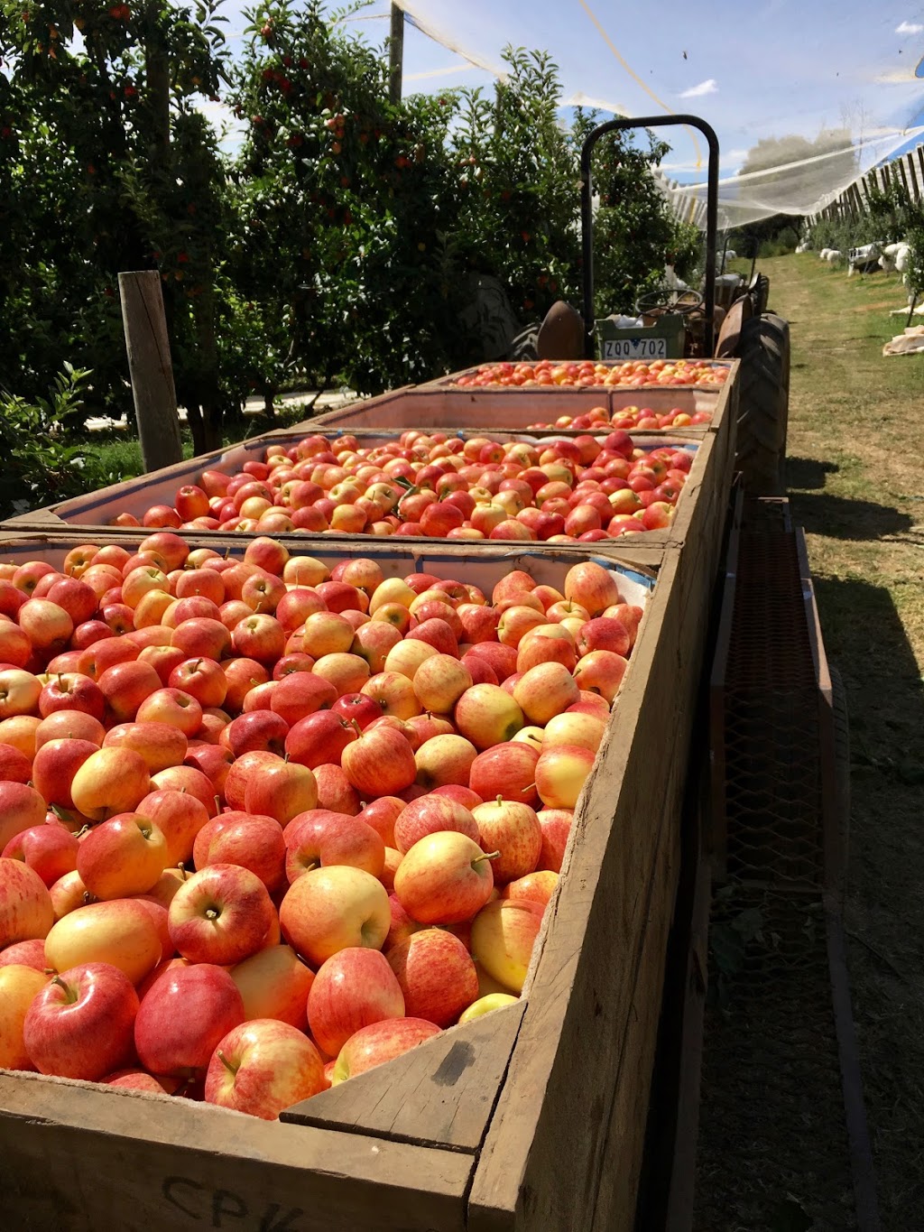 Sanders Apples (U-Pick and Tours) |  | 1020 Yarra Junction-Noojee Rd, Three Bridges VIC 3797, Australia | 0430589310 OR +61 430 589 310