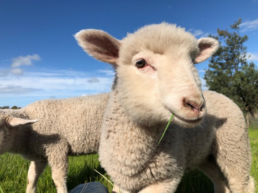 Macedon Ranges Lamb | 67 Tullohs Ln, Sidonia VIC 3444, Australia | Phone: 0409 450 113