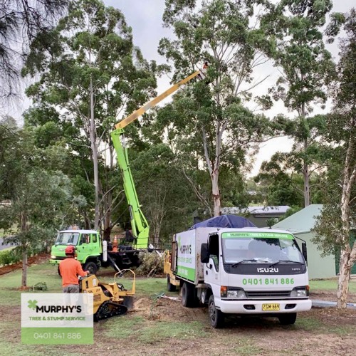 Murphy’s Tree & Stump Service Pty Ltd | 8A Hepburn Cl, Rutherford NSW 2320, Australia | Phone: 0401 841 886