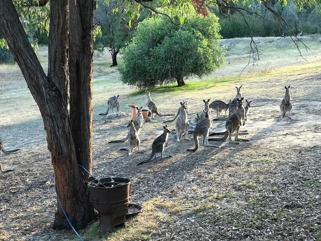 Tallarook kangaroo sanctuary B&B | lodging | 45 Scotts Rd, Tallarook VIC 3659, Australia | 0419317911 OR +61 419 317 911