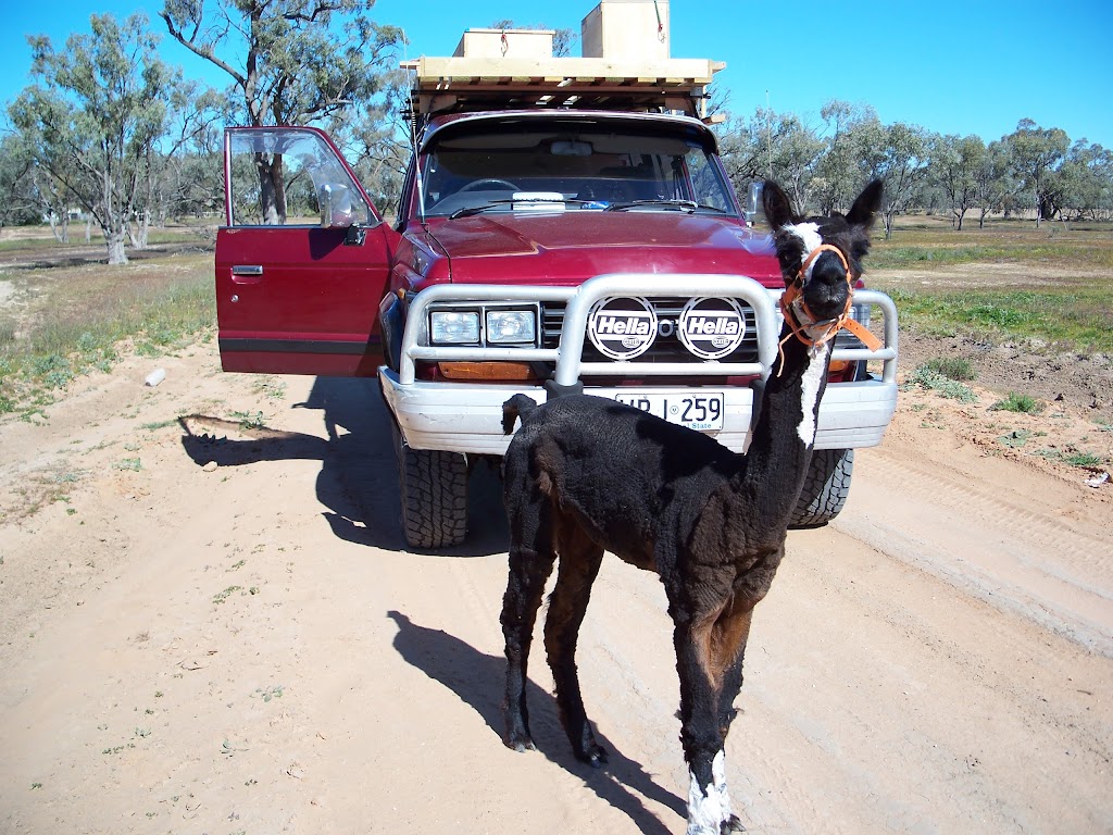 Tolarno station | 4370 Pooncarie Rd, Menindee NSW 2879, Australia | Phone: 0427 917 403