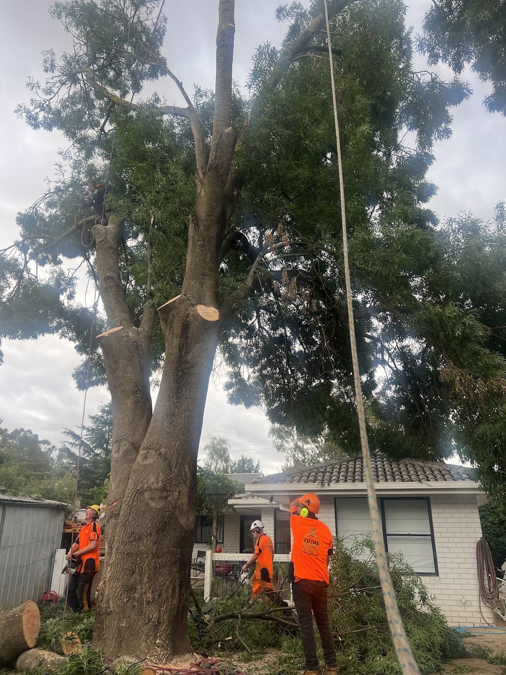 Total Tree & Stump Removal pty Ltd | 60 Robinson St, Murchison VIC 3610, Australia | Phone: 0457 283 085