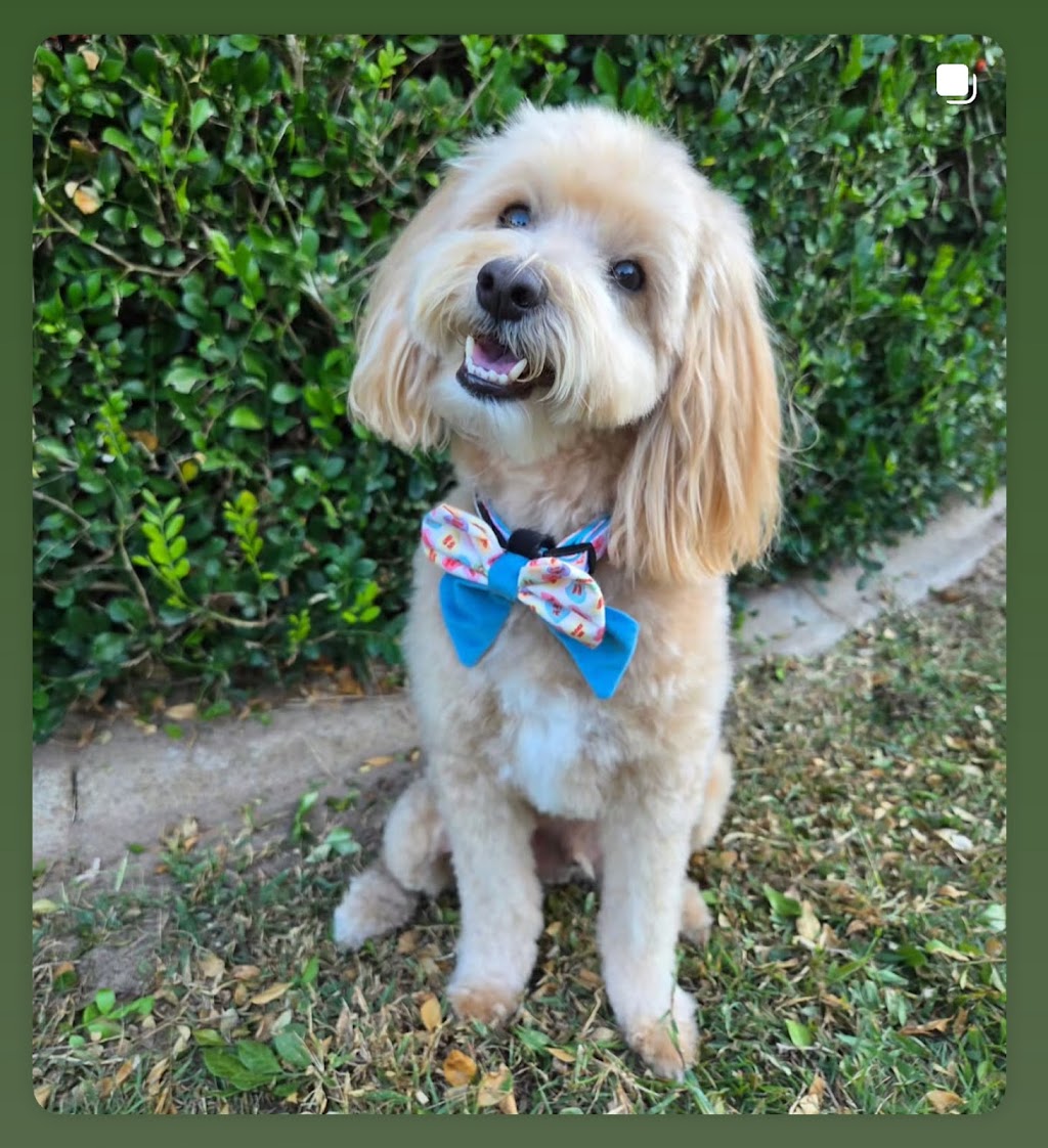 Twomoodles | 32 Currawong St, Deebing Heights QLD 4306, Australia | Phone: 0417 751 714