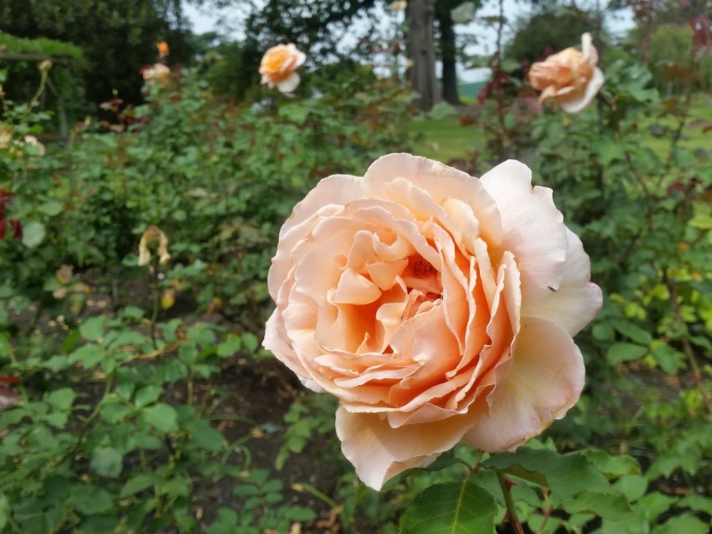 Government House Rose Garden | park | Government House Dr, Melbourne VIC 3004, Australia