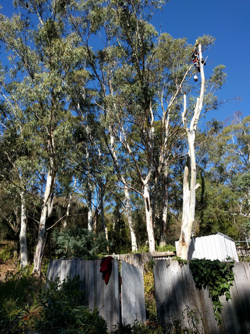 Treemania -Tree Removal & Pruning | 305 Strickland Ave, South Hobart TAS 7004, Australia | Phone: 0498 261 690