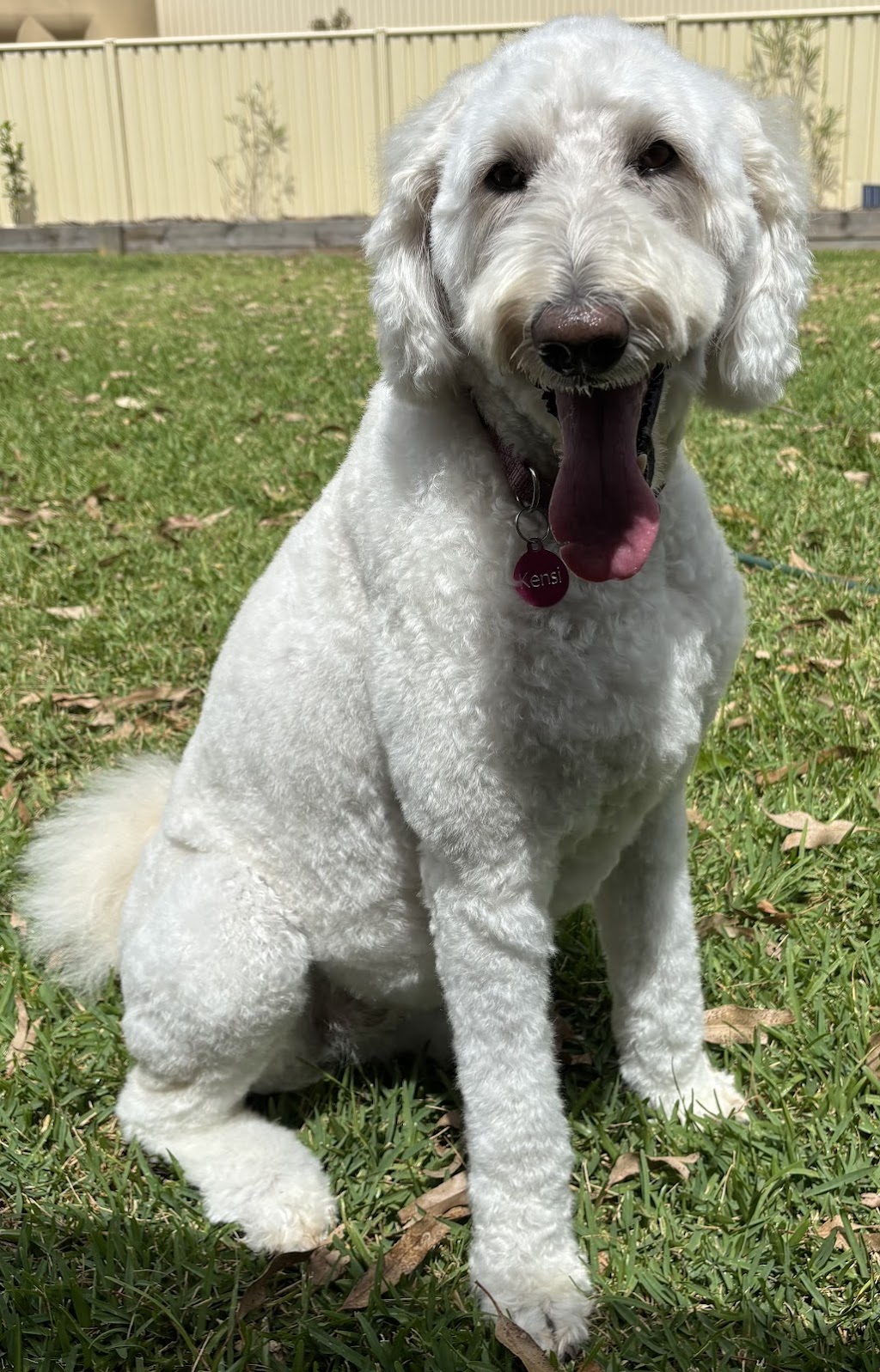 Super Dogz | 70 Redgum Dr, Clarence Town NSW 2321, Australia | Phone: 0402 653 314