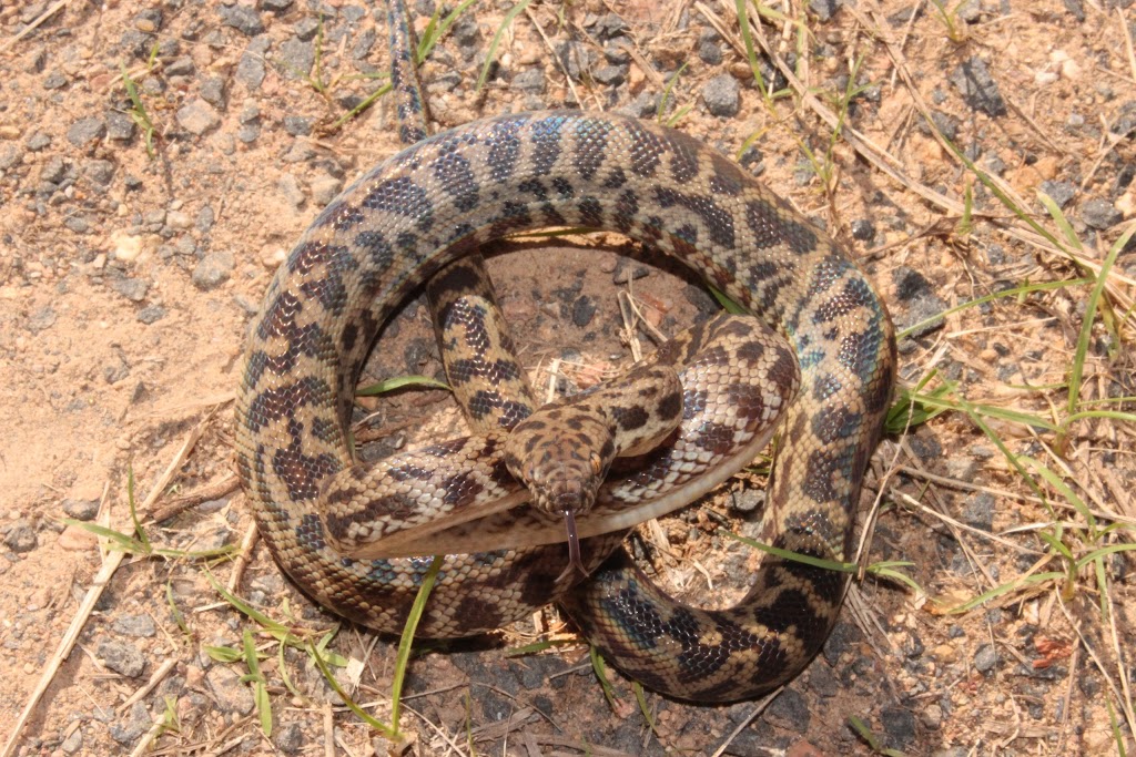 Hann Tableland National Park | park | Paddys Green QLD 4880, Australia