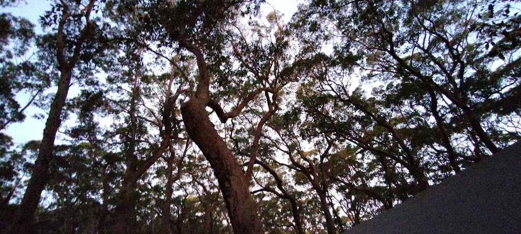 Burrill Pines Bush Camping | Bush Camp Rd, Burrill Lake NSW 2539, Australia | Phone: (02) 4455 1224