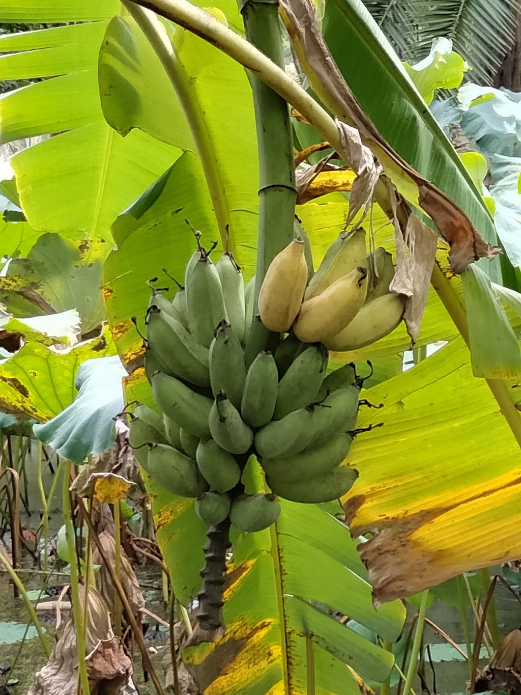 Goldhayven Farm | 74 Danyenah St, Loganholme QLD 4129, Australia | Phone: 0411 571 542