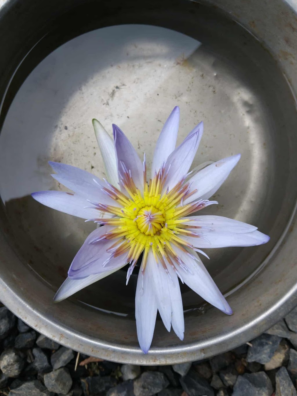 Hibiscus Soul Massage | 105A Lake Russell Dr, Emerald Beach NSW 2456, Australia | Phone: 0412 892 628