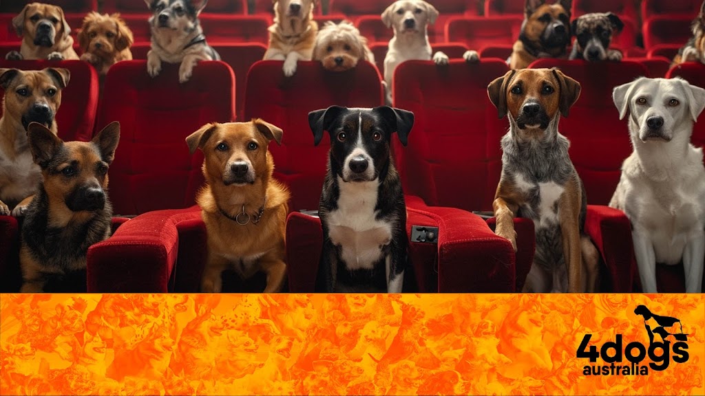 4 Dogs Australia Pty Ltd. | Unit 323/33 Smith Dr, Ballina NSW 2478, Australia | Phone: 0411 163 811 4 Dogs Australia Pty Ltd. | Unit 323/33 Smith Dr, Ballina NSW 2478, Australia | Phone: 0411 163 811