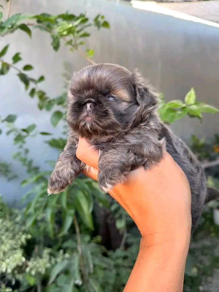 POLINAS SHIHTZU PUPPIES FOR REHOMING | St Georges Terrace, St George QLD 4487, Australia | Phone: (570) 597-3342