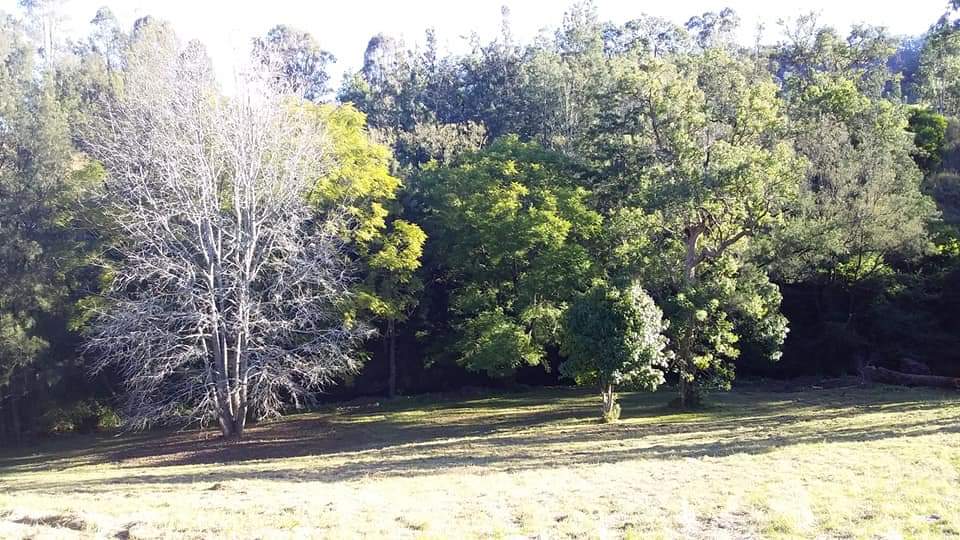 Eden Gardens holiday accomadation | 214 Blackhorse Rd, Eden Creek NSW 2474, Australia | Phone: 0424 355 212