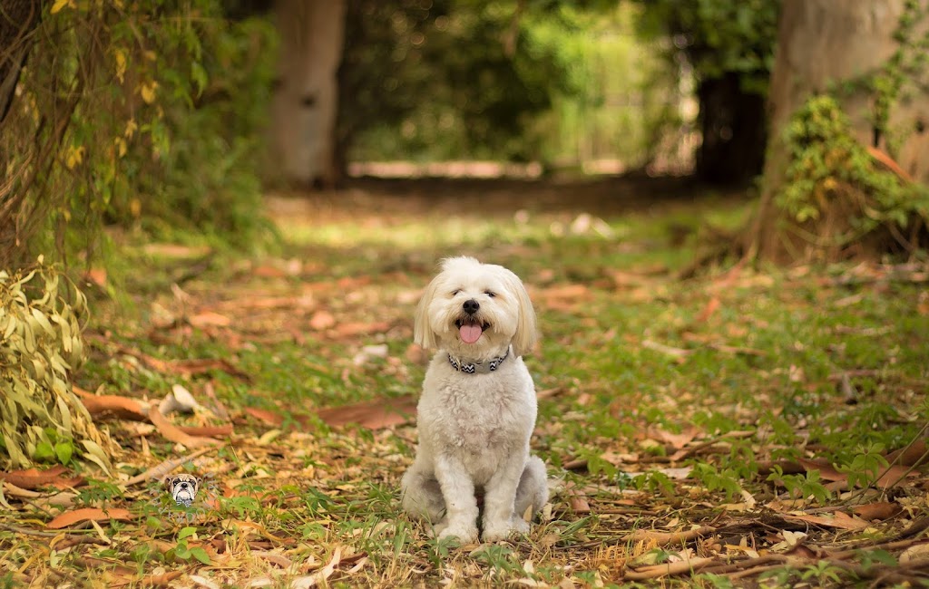 Tux Pet Photography | 284 McCulloch St, Broken Hill NSW 2880, Australia | Phone: 0419 421 933