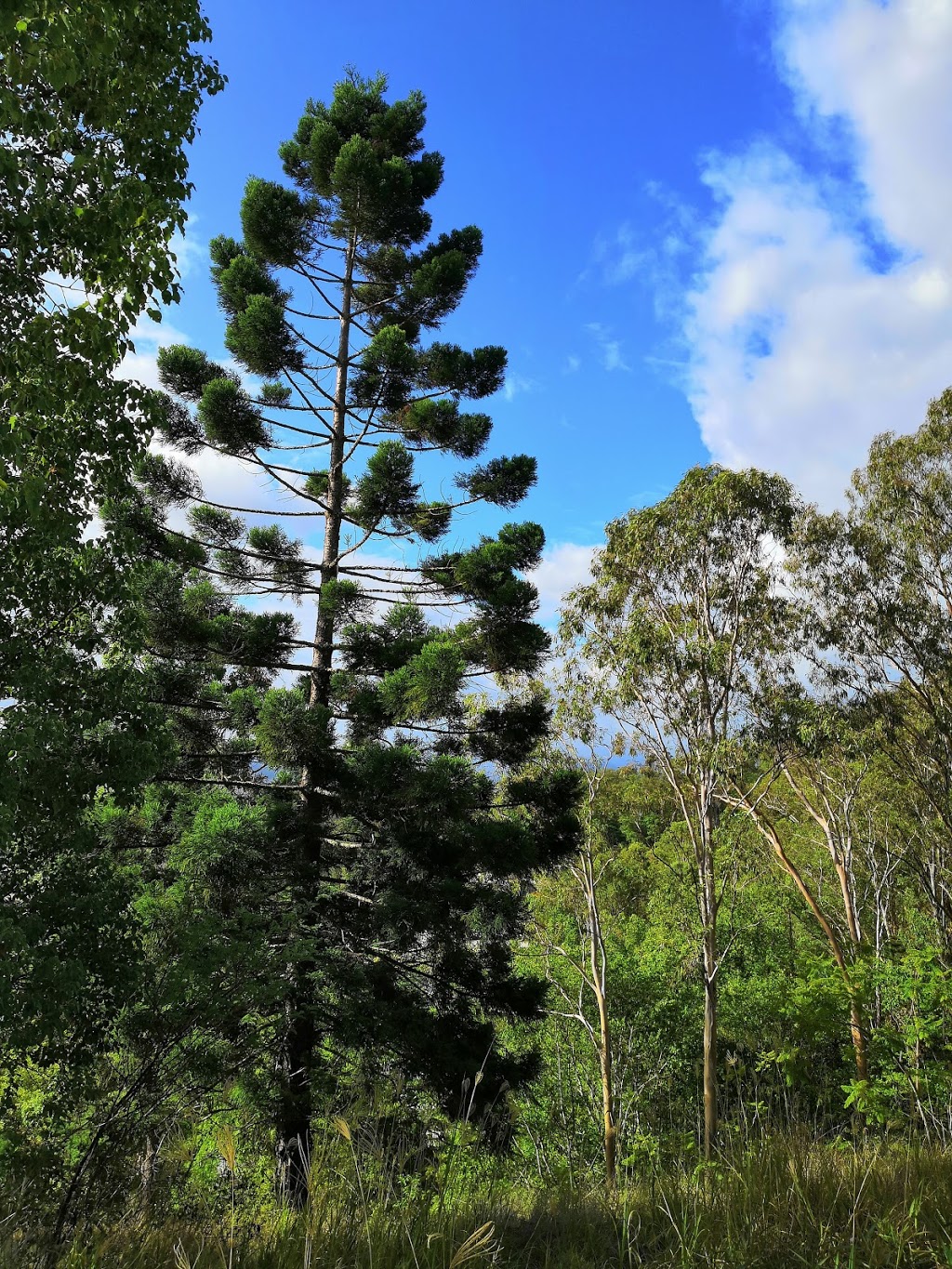 Kyogle Lookout | parking | 31 Mount St, Kyogle NSW 2474, Australia