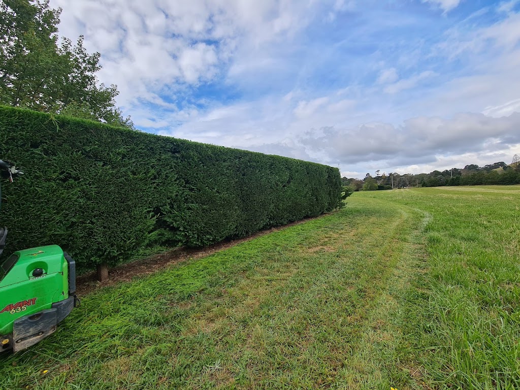 SAGE CUT Treeworks | 3C Biggera St, Braemar NSW 2575, Australia | Phone: 0416 177 223