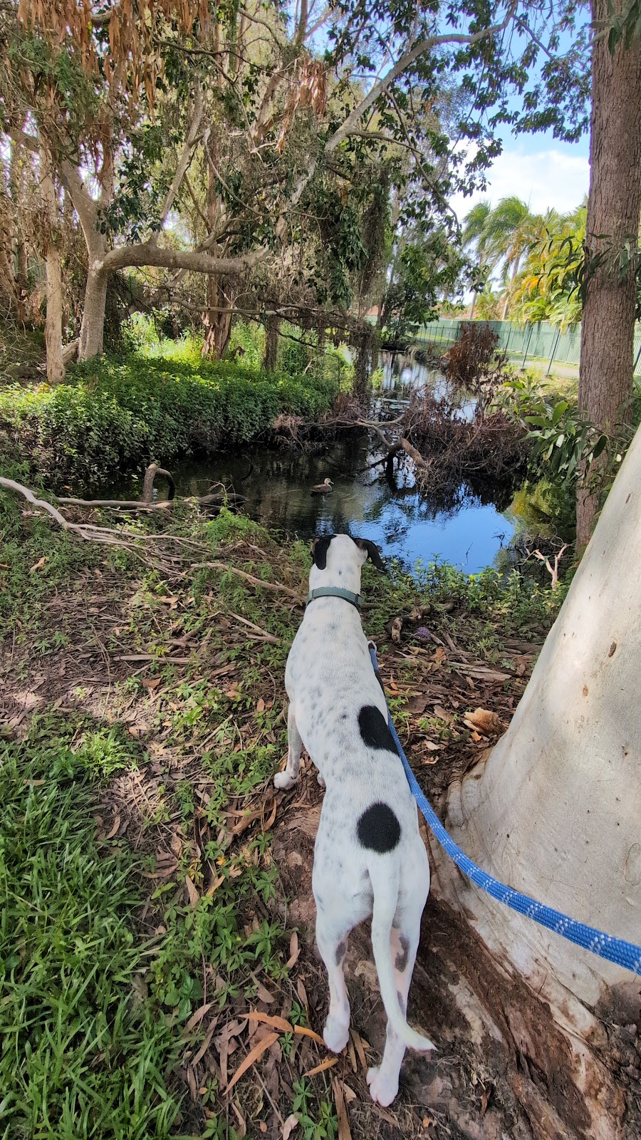 Liams Pet Sitting Gold Coast | Coombabah QLD 4216, Australia | Phone: 0493 407 030