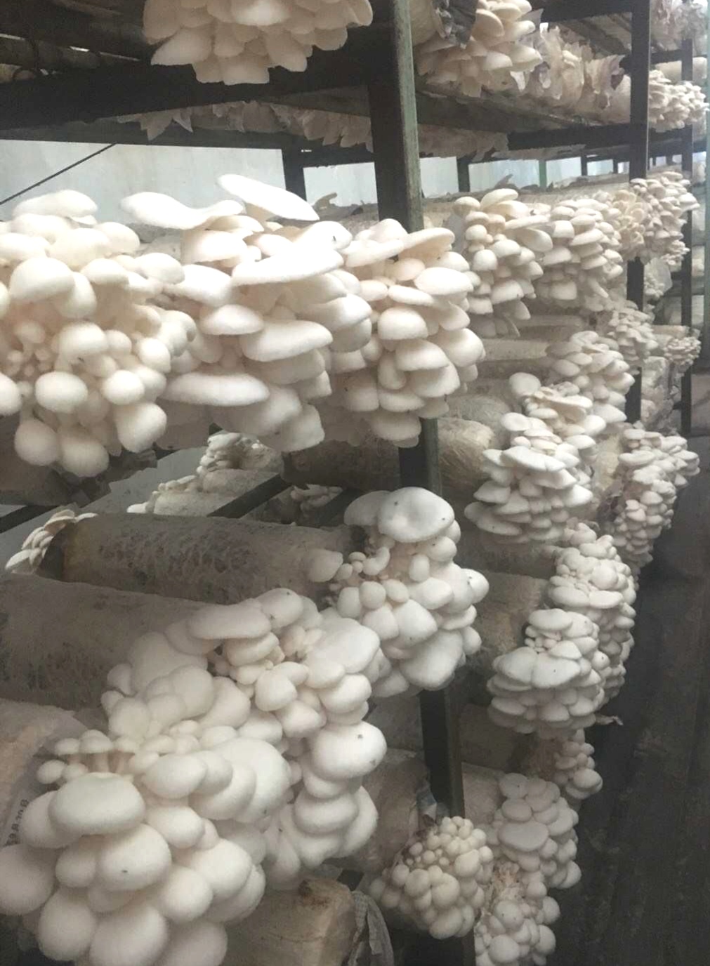 Kenon Mushrooms 버섯공장 | 2 Belair Cl, Park Ridge South QLD 4125, Australia | Phone: 0433 278 780