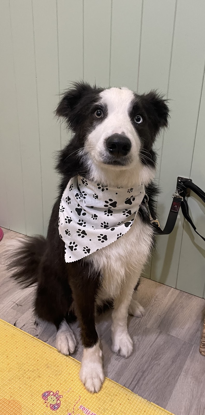 Scrub Woofers Dog Grooming | 4 Penelope Dr, Cornubia QLD 4130, Australia | Phone: 0449 796 654