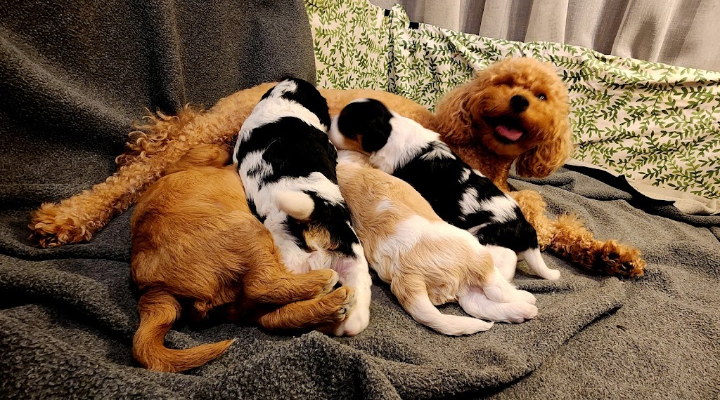 Prestige Stud Dog Services - Cavalier & Poodle Studs | Diggers Rest-Coimadai Rd, Toolern Vale VIC 3337, Australia | Phone: 0421 897 855