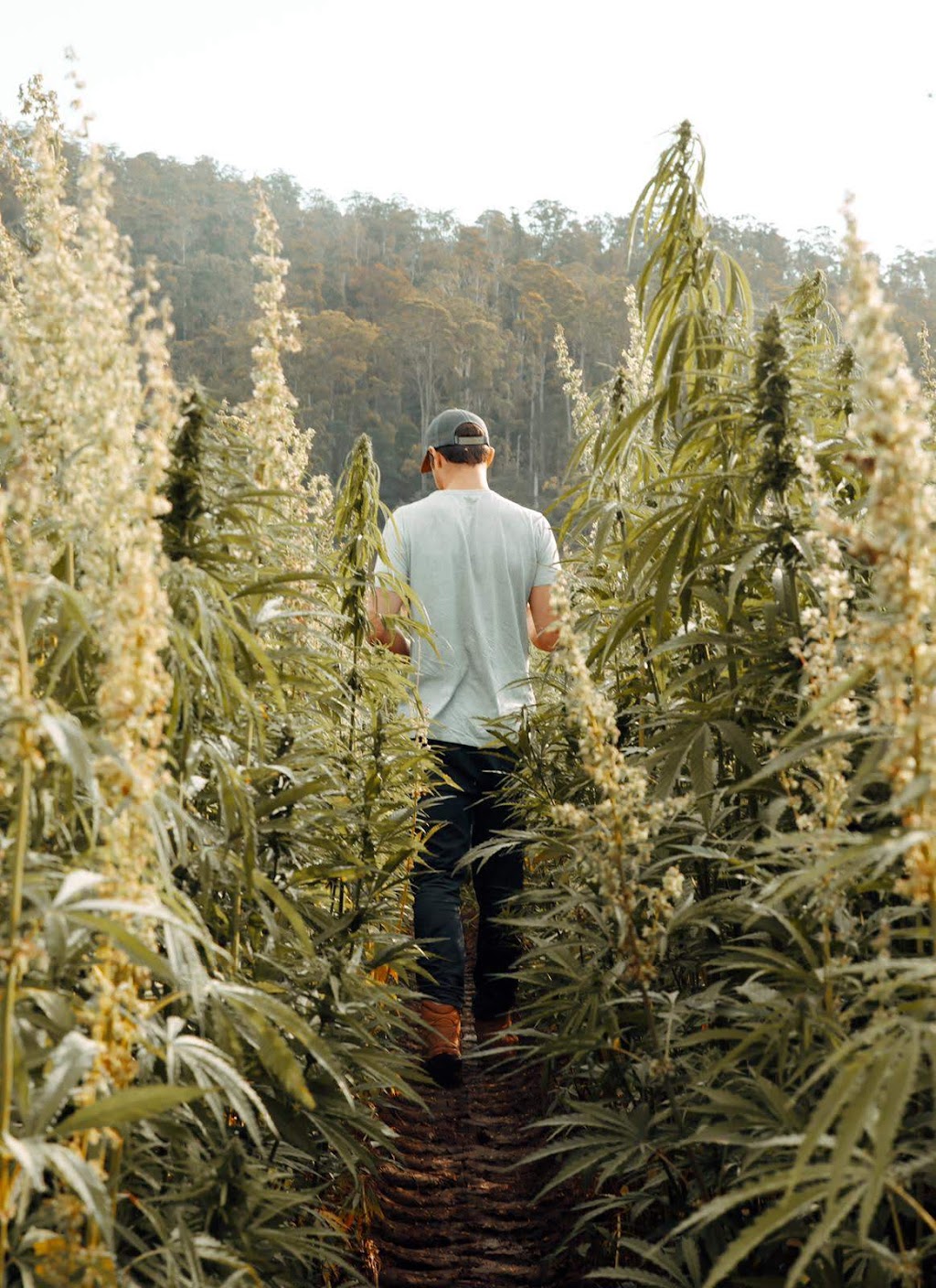 Hemp Harvests | 95 Montana Rd, Red Hills TAS 7304, Australia | Phone: 0435 306 212