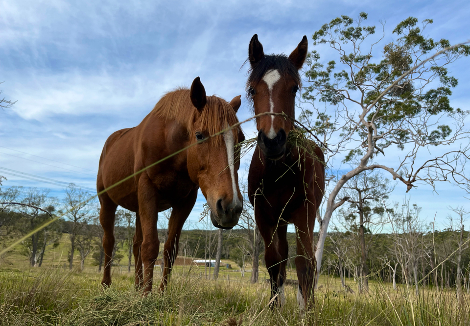 BBB LODGE | 85 Mount Faulk Rd, Cooranbong NSW 2265, Australia | Phone: 0468 455 483
