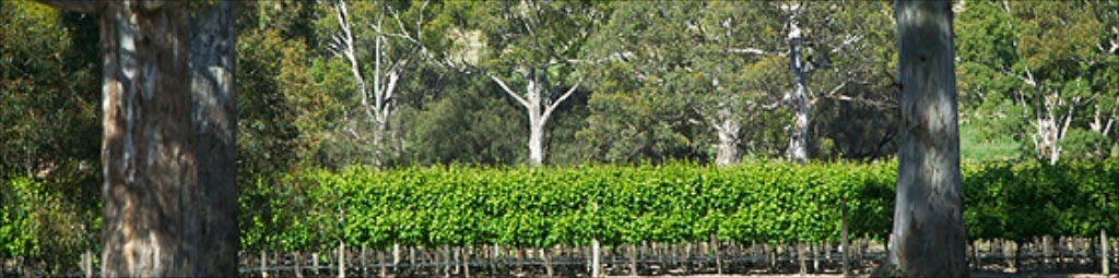 Glendon Park Pty Ltd - Browns Of Padthaway Wines | 71 McLean Rd, Keppoch SA 5271, Australia | Phone: (08) 8765 6040