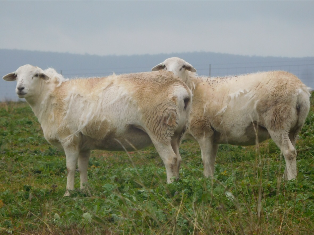 Timor Australian White Sheep Stud | food | 8233 Henry Parkes Way, Parkes NSW 2870, Australia | 0419016139 OR +61 419 016 139