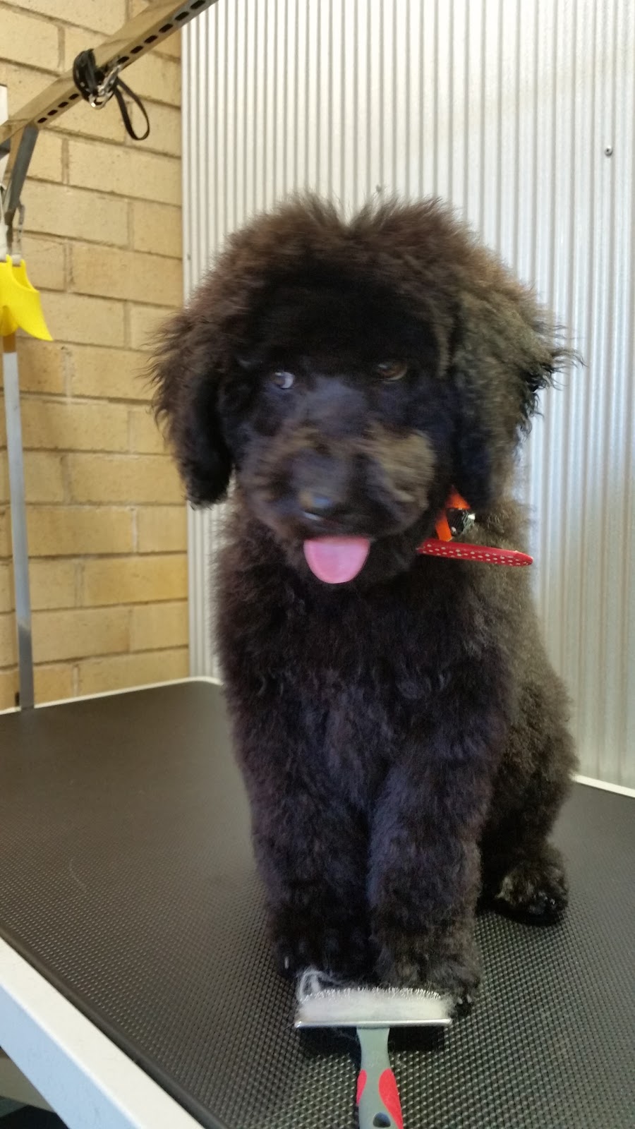 Sassy Paws Dog Grooming | 53 Rockley Ave, Baulkham Hills NSW 2153, Australia | Phone: 0404 913 126