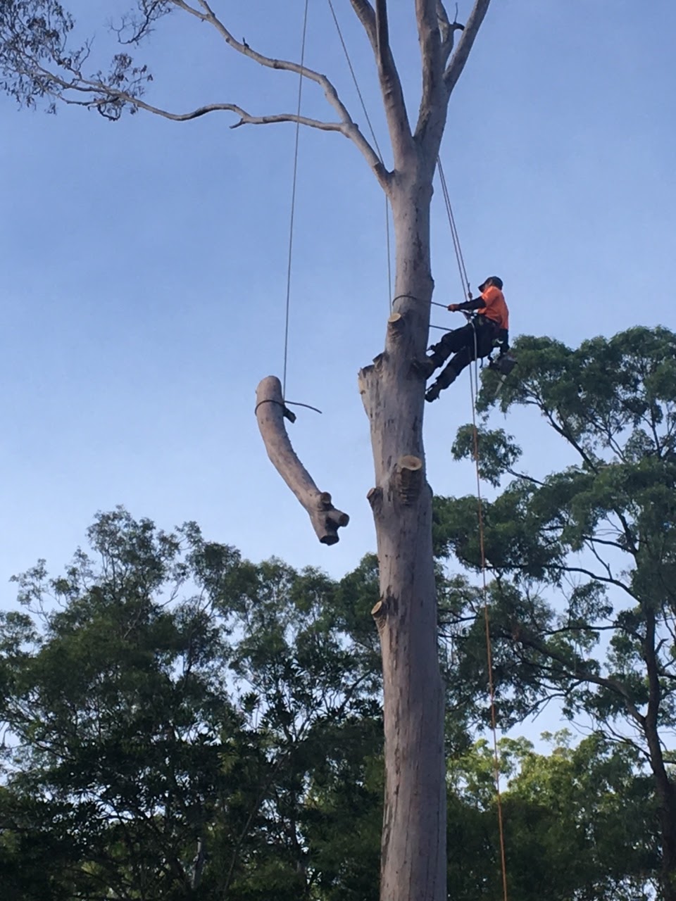 Precision Tree Specialist | 12 Boronia Outlook, Narangba QLD 4504, Australia | Phone: 0410 486 573