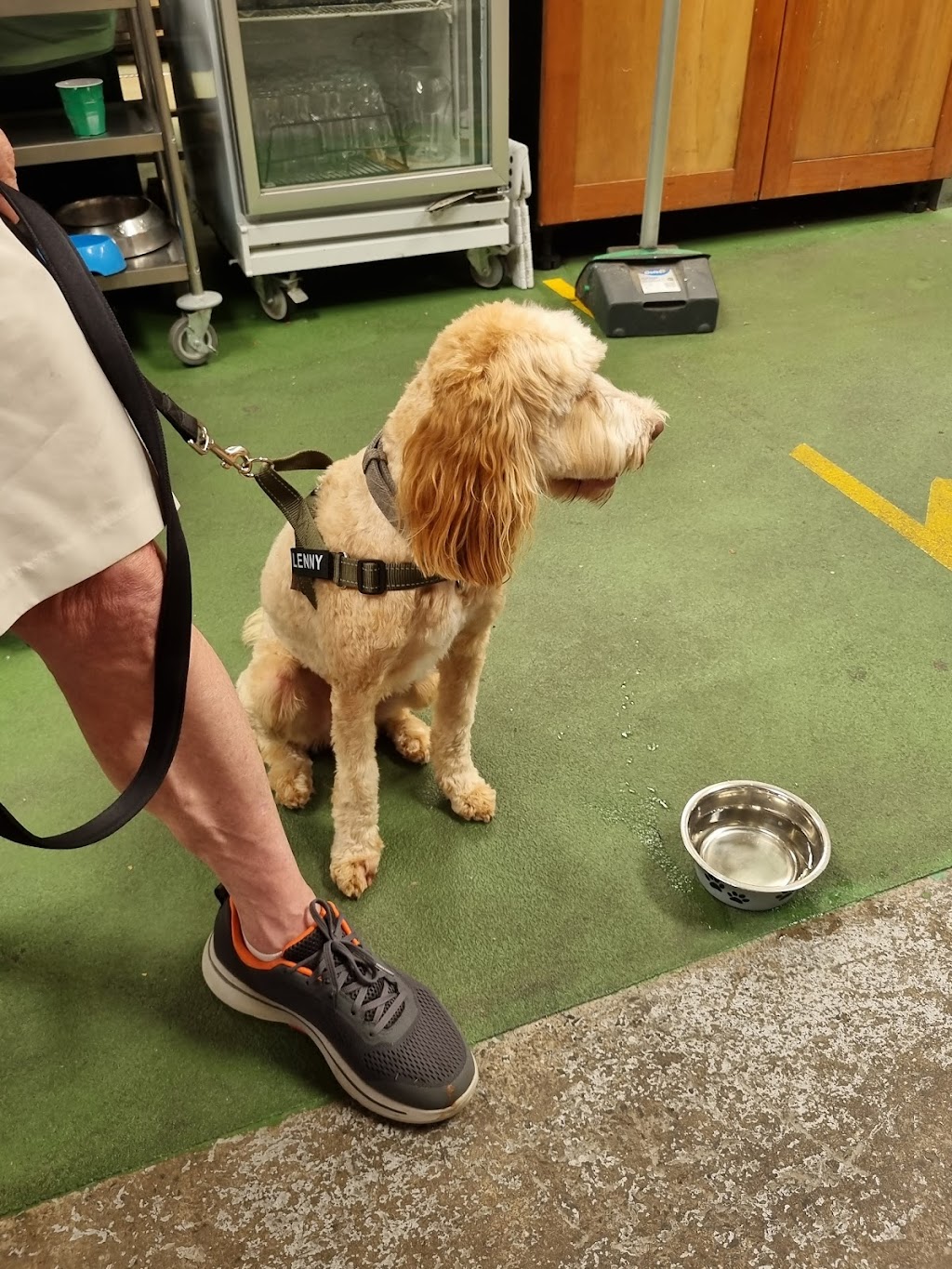 Hunters Doggy Daycare & Shop | 29 Blackbutts Rd, Frenchs Forest NSW 2086, Australia | Phone: 0415 693 337