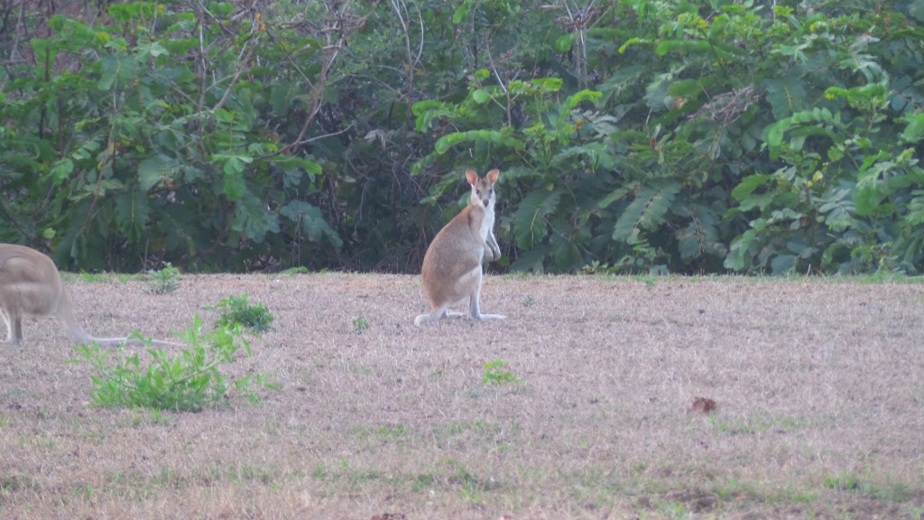 Bush Oasis Caravan Park | 1 Muntalunga Dr, Nome QLD 4816, Australia | Phone: (07) 4778 8301