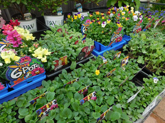 Little Ladybird Plant Nursery | 164 Bridge St, Uralla NSW 2358, Australia | Phone: (02) 6778 3098