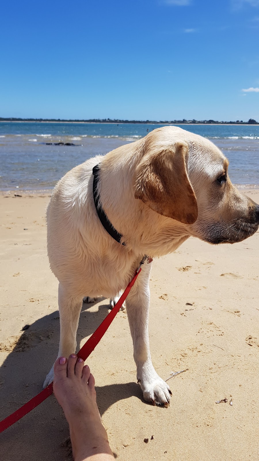 Dog Friendly Beach - San Remo | park | San Remo Coastal Circuit, San Remo VIC 3925, Australia | 0407996763 OR +61 407 996 763