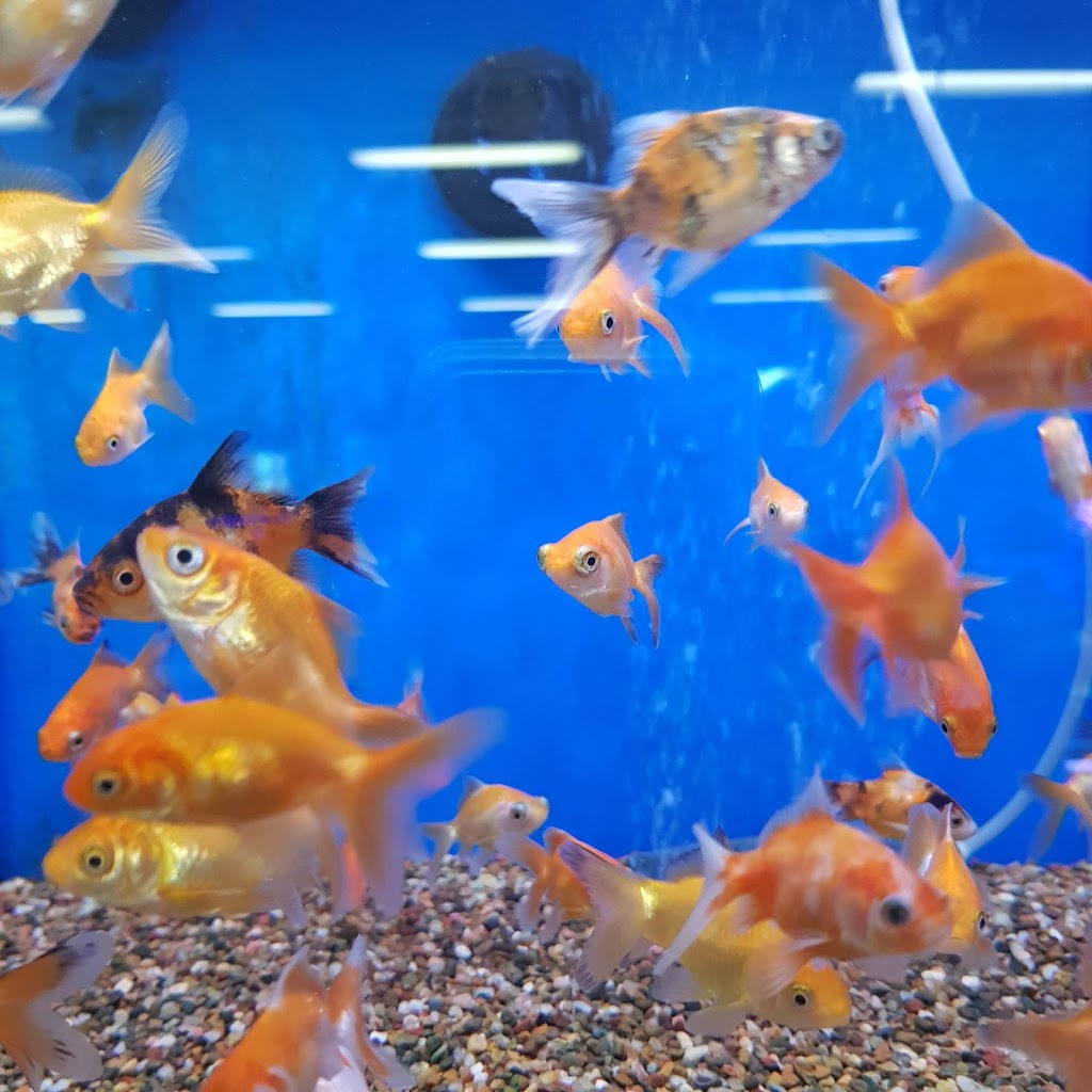 Crossroads Aquarium | pet store | 509 Lake Rd, Argenton NSW 2284, Australia | 0249508646 OR +61 2 4950 8646