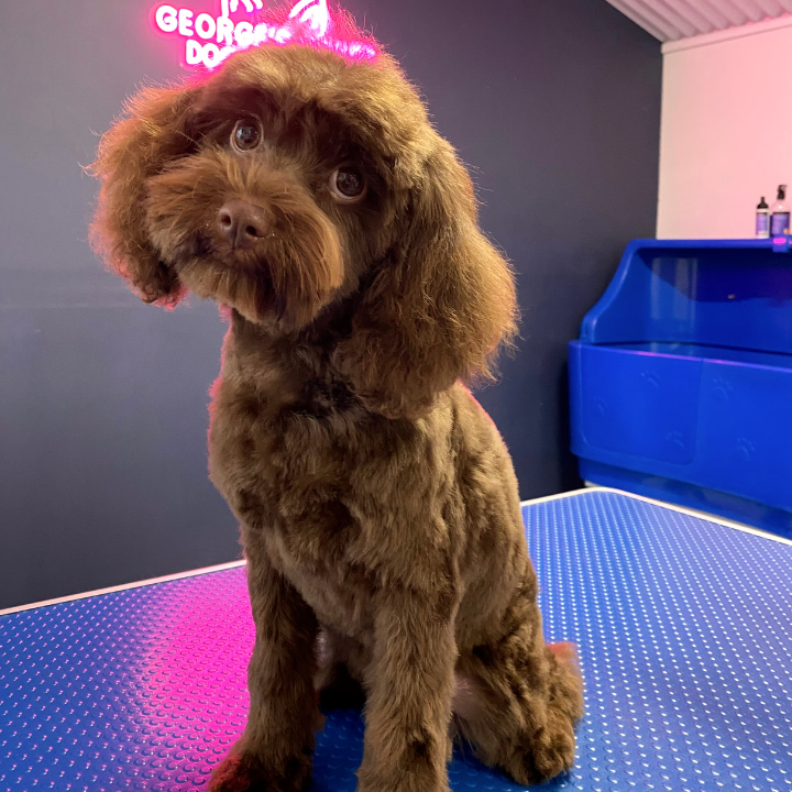Georges House Dog Grooming Leeton | Palm Ave, Leeton NSW 2705, Australia | Phone: 0493 671 026