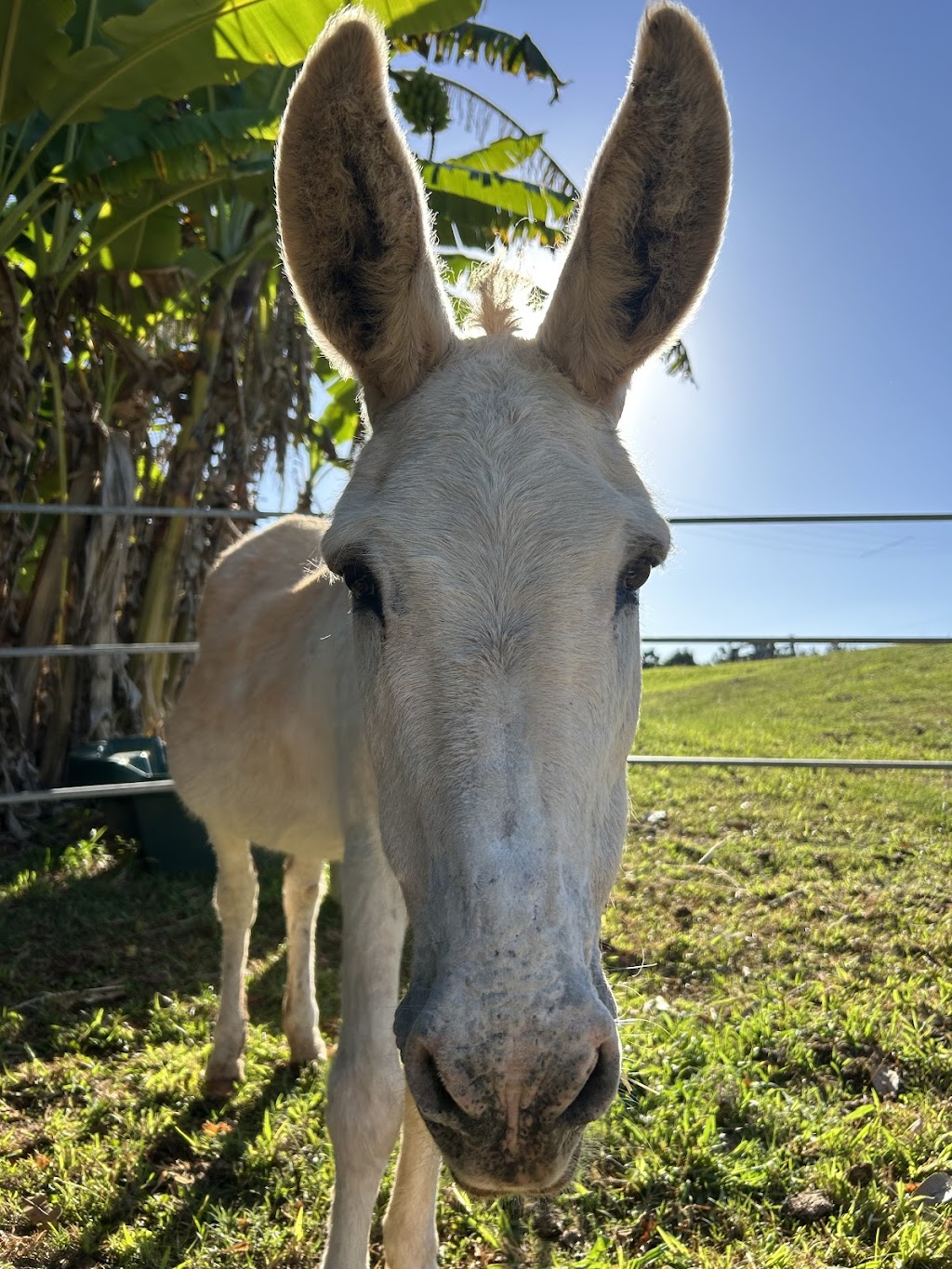 Equine Assisted Therapy at Bunyarra Farm | 690 Cowlong Rd, Eltham NSW 2480, Australia | Phone: 0402 362 169