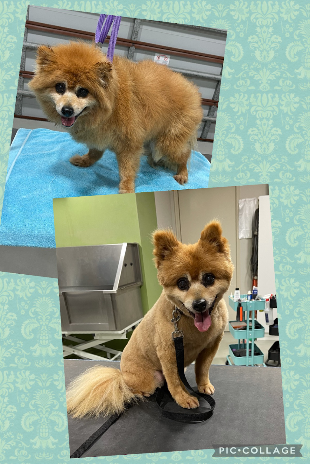 Get Groomed Dog Grooming |  | 28 Cedarton Cres, Ormeau QLD 4208, Australia | 0401615338 OR +61 401 615 338