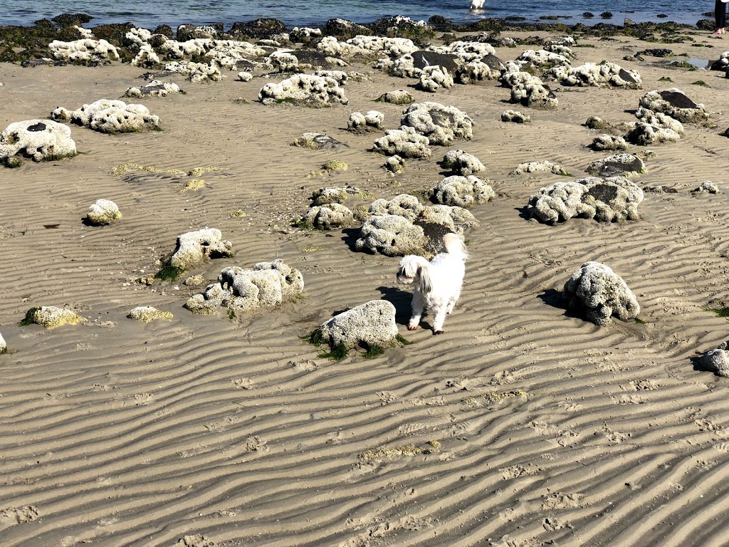 Dog Friendly Beach - Altona, PA Burns Reserve | Altona Rd, Seaholme VIC 3018, Australia