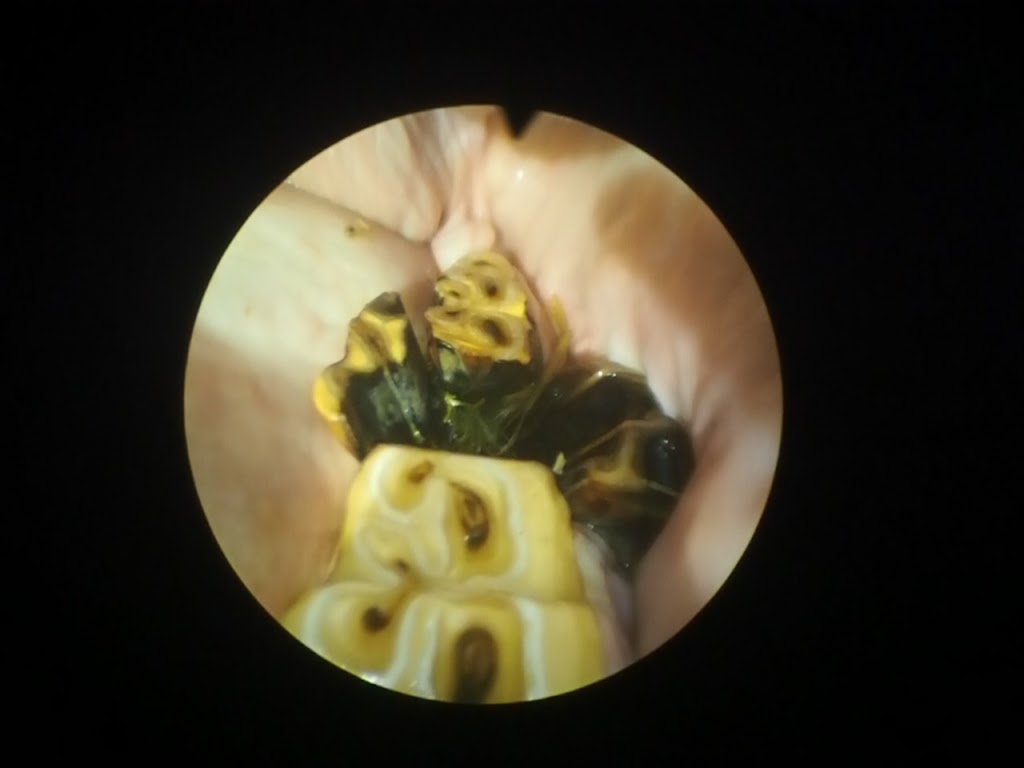 Advanced Equine Dentistry | 245 Gellibrand Dr, Sandford TAS 7020, Australia | Phone: 0418 598 621