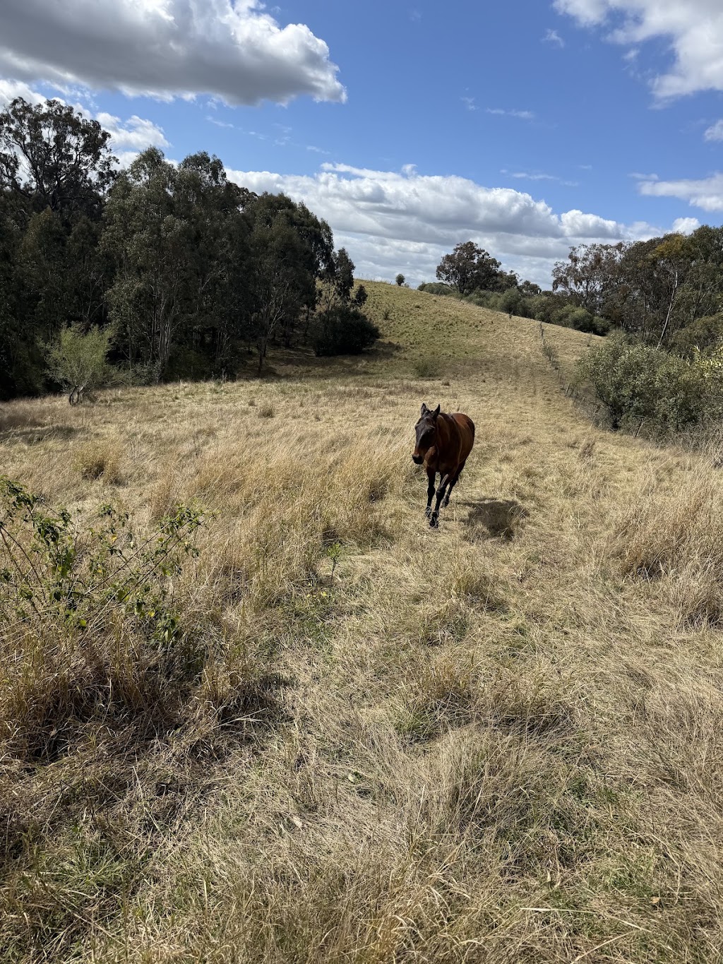 Herway horsemanship | 375 Burragorang Rd, Glenmore NSW 2570, Australia | Phone: 0478 191 104