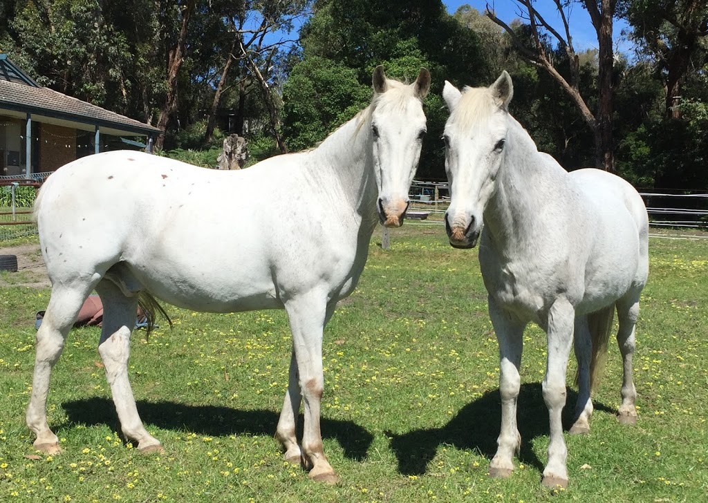 Tranquil Park Stables | 168 Browns Rd, Cranbourne South VIC 3977, Australia | Phone: 0418 170 984