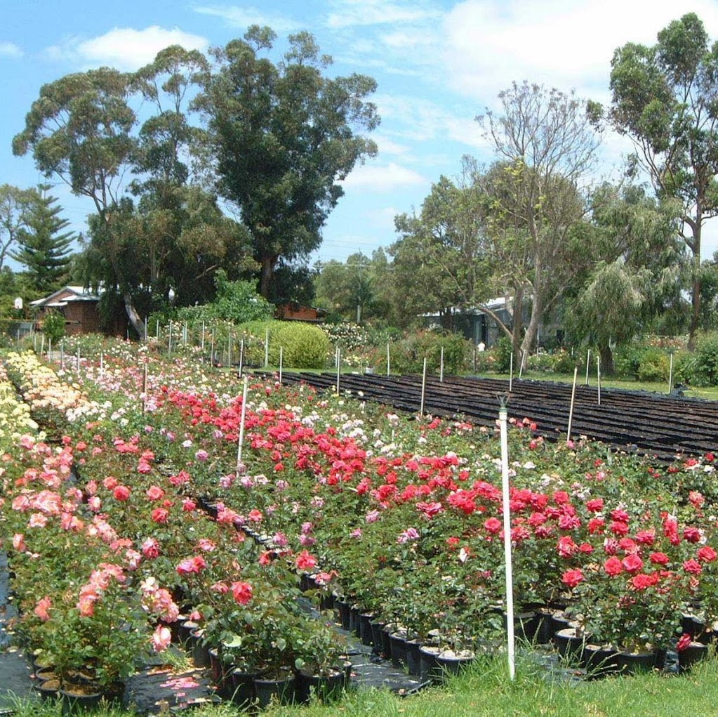 Swiss Rose Garden & Nursery | store | 38 Wollaston Ave, Haynes WA 6112, Australia | 0893991880 OR +61 8 9399 1880