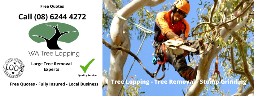 WA Tree Lopping Service | 160 Homestead Rd, Mahogany Creek WA 6072, Australia | Phone: (08) 6244 4272