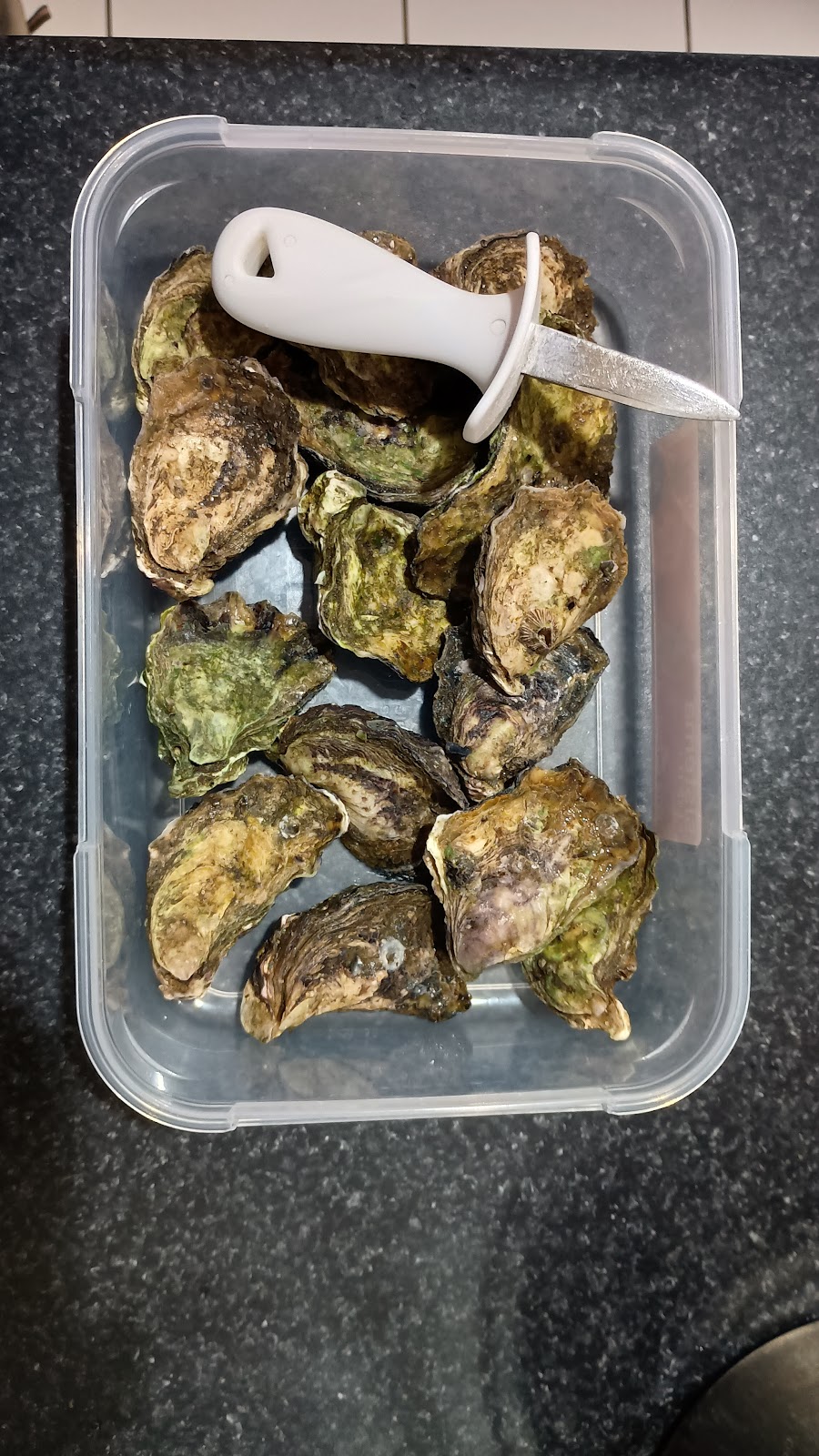 Harold Southcoast Oysters | 385 S Head Rd, Moruya Heads NSW 2537, Australia | Phone: 0405 404 613