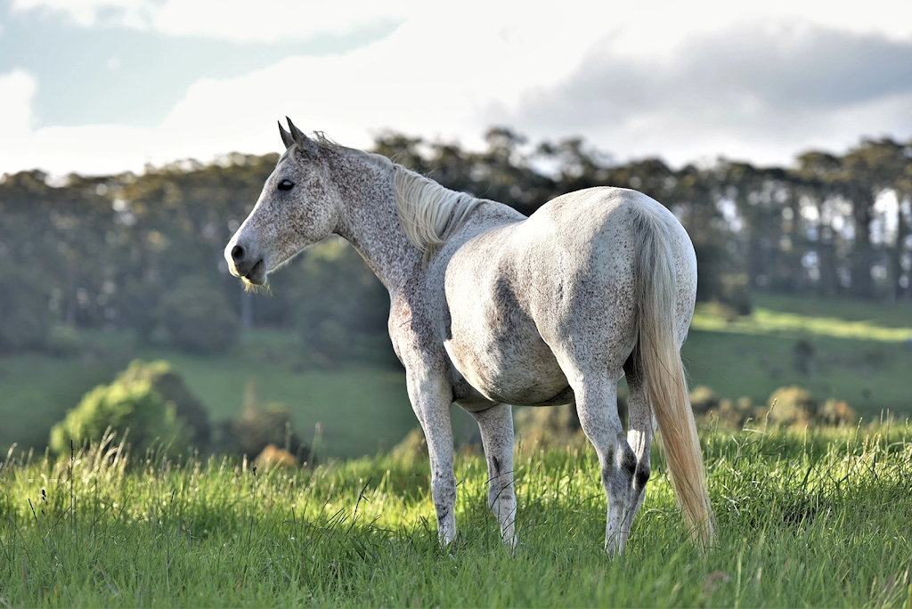 Epona Enterprises | 185 Beaumonts Rd, Deer Vale NSW 2453, Australia | Phone: 0404 493 043